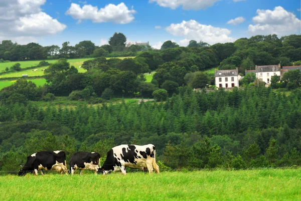 フランスのブルターニュ地方の緑の牧草地で牛の放牧 — ストック写真