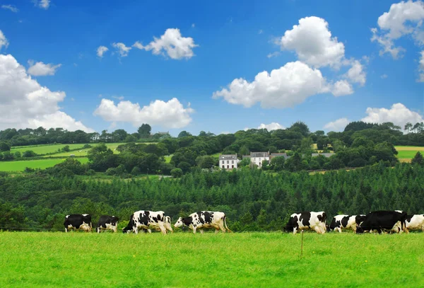 在法国布列塔尼农村 奶牛在绿色的牧场上吃草 — 图库照片