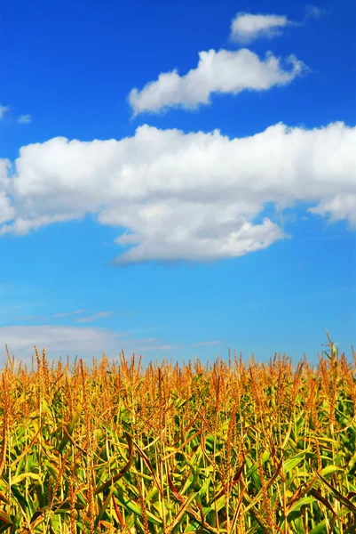 Boerderij Veld Met Groeiende Maïs Onder Blauwe Hemel — Stockfoto