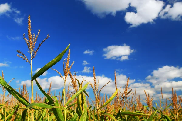 Pole kukurydzy — Zdjęcie stockowe