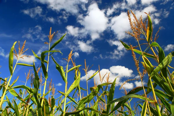 Mezőgazdasági Területen Növekvő Kukorica Kék Alatt — Stock Fotó