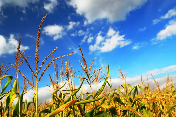 Farm Field Growing Corn Blue Sky — Stock Photo, Image