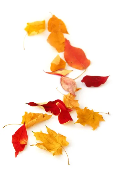Folhas Outono Coloridas Secas Fundo Branco — Fotografia de Stock