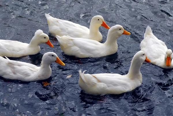 群白鸭在池塘里游泳 — 图库照片