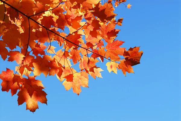 青い空を背景に赤い秋のメープル ツリーの葉します — ストック写真
