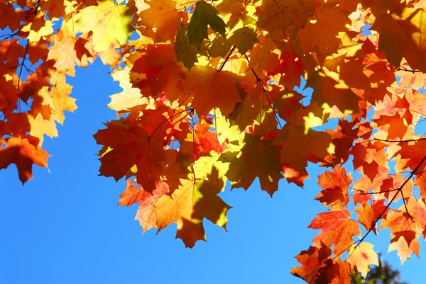 Red Fall Glowing Maple Tree Leaves Blue Sky Background — Stock Photo, Image