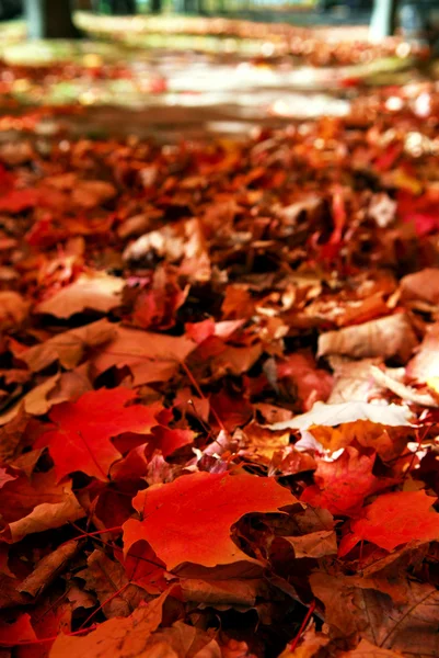 Padlé podzimní listy — Stock fotografie
