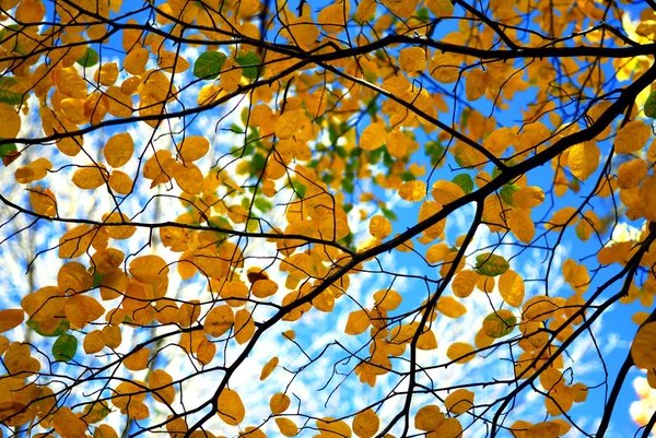 Ramas de árboles de otoño —  Fotos de Stock