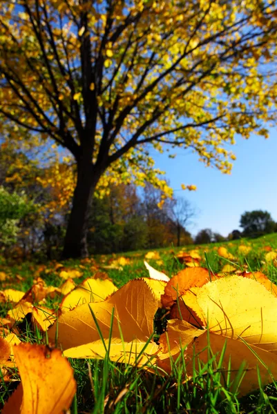 Herbstlandschaft Mit Herbstlinde Und Goldenen Blättern Auf Dem Boden — Stockfoto