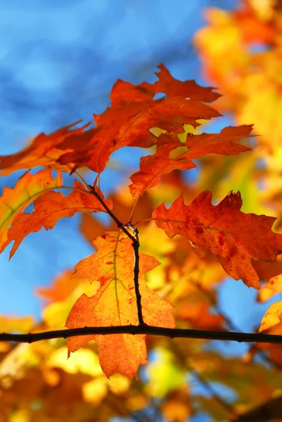Feuilles de chêne d'automne — Photo