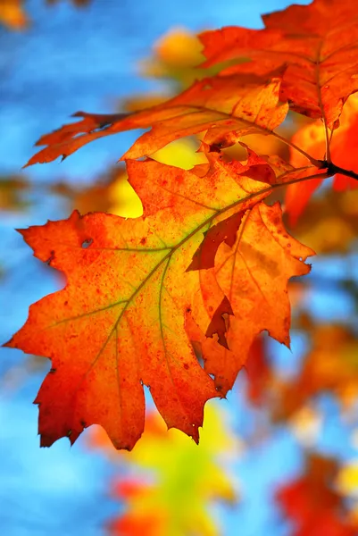 カシの葉を秋します。 — ストック写真