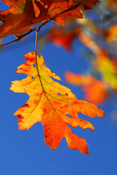 Яркий Осенний Лист Ветке Осеннего Дуба Голубой Фон Неба — стоковое фото