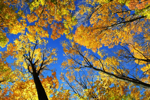 Bosque de otoño — Foto de Stock