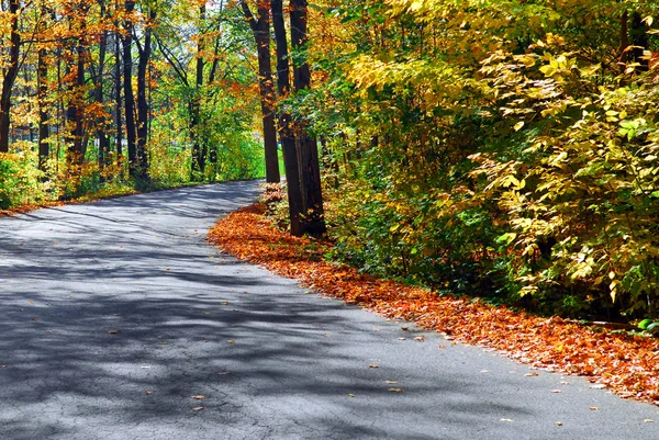 Podzim lesní cesta — Stock fotografie
