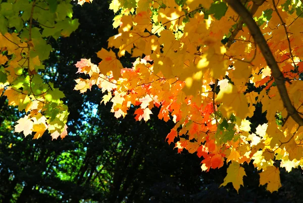 Świecące Drzewo Klon Kolorowy Liści Lesie Jesienią — Zdjęcie stockowe