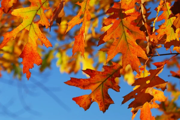 Closeup Colorful Fall Oak Leaves — Stock Photo, Image