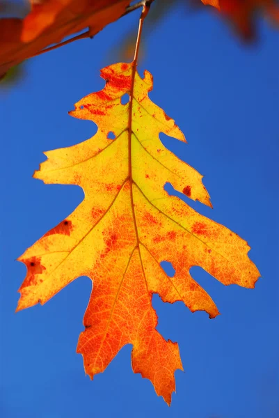 オークの葉を秋します。 — ストック写真