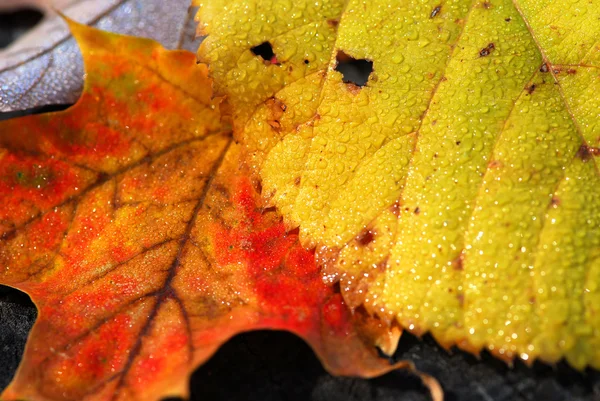 Hojas de otoño macro — Foto de Stock
