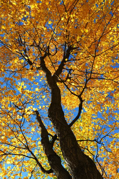 Fall Maple Trees Glowing Sunshine Blue Sky Background — Stock Photo, Image