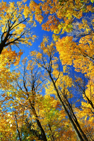 Fall maple trees — Stock Photo, Image