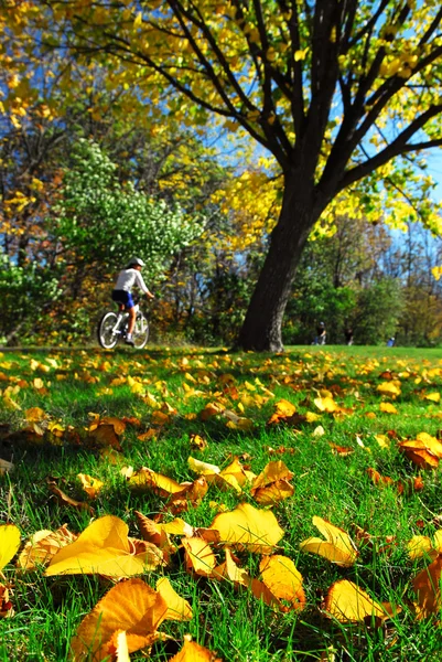 Vista Trilha Bicicleta Outono Folhas Douradas Caídas Primeiro Plano — Fotografia de Stock