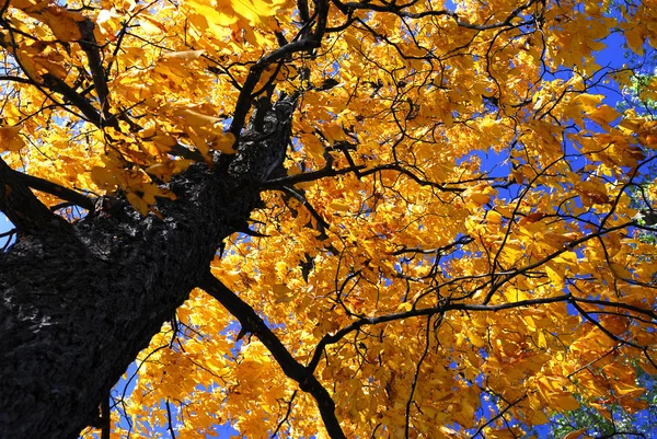 Fall elm tree — Stock Photo, Image