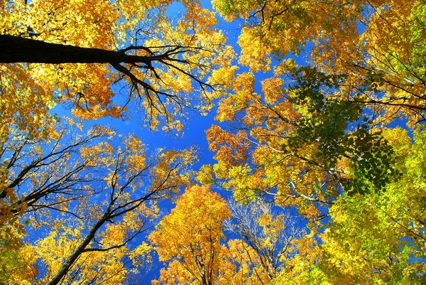 Падающие Кленовые Деревья Теплый Осенний День — стоковое фото