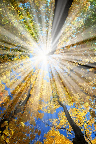 Солнечные Лучи Золотом Осеннем Лесу — стоковое фото