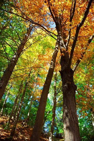 Colorata Foresta Autunnale Una Calda Giornata Autunnale — Foto Stock