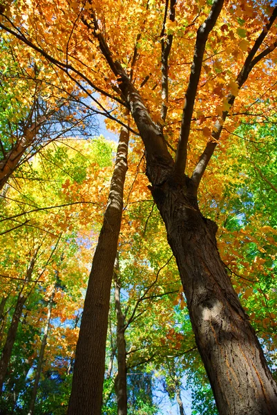 暖かい秋の日にカラフルな秋の森 — ストック写真