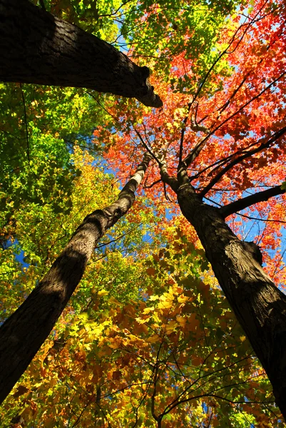 Colorido Bosque Otoñal Cálido Día Otoño — Foto de Stock