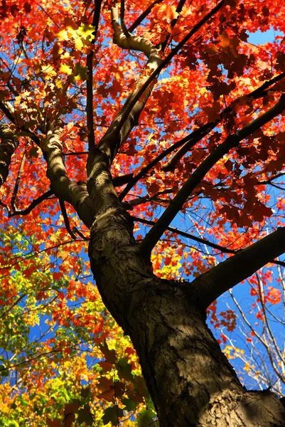 Sonbaharda Akçaağaç Ağaç Düşmek Ormandaki Kırmızı Yaprakları Ile — Stok fotoğraf