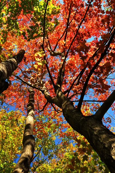 Autumn maple trees — Stock Photo, Image