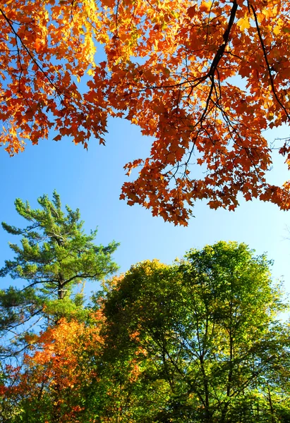 Φθινόπωρο Δέντρων Γαλάζιο Του Ουρανού Ένα Ηλιόλουστο Ημέρα Πτώσης — Φωτογραφία Αρχείου