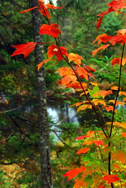 Bosque Otoño Con Río Fondo Parque Provincial Algonquin Canadá —  Fotos de Stock