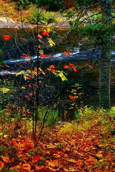 バック グラウンドで川と森林を秋します アルゴンキン州立公園 カナダ — ストック写真