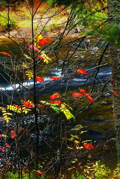 Осенний лес и река — стоковое фото