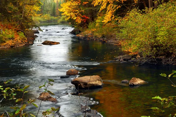 Forest River Automne Parc Provincial Algonquin Canada — Photo