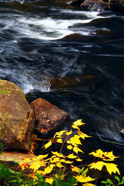Δάσος Του Ποταμού Φθινόπωρο Algonquin Επαρχιακό Πάρκο Καναδάς — Φωτογραφία Αρχείου