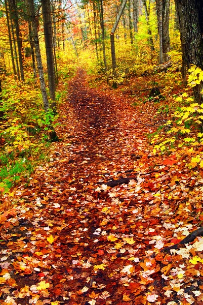 Trilha na floresta de outono — Fotografia de Stock
