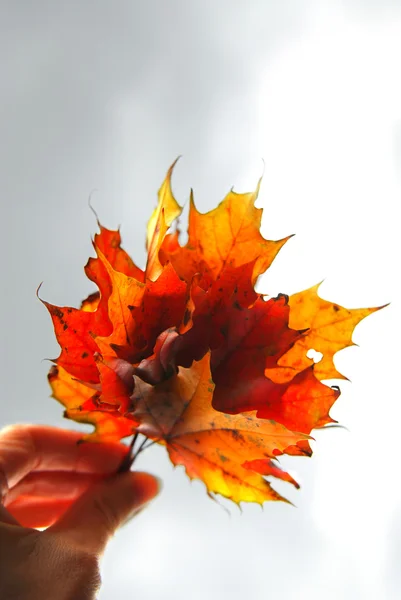 Closeup Hand Holding Bunch Bright Fall Maple Leaves Grey Overcast — Stock Photo, Image