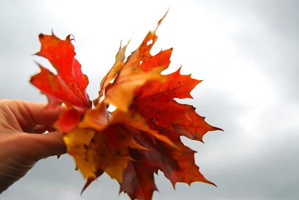 El akçaağaç yaprakları — Stok fotoğraf