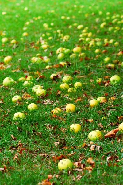 stock image Fallen apples