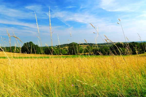国の草原の風景 — ストック写真