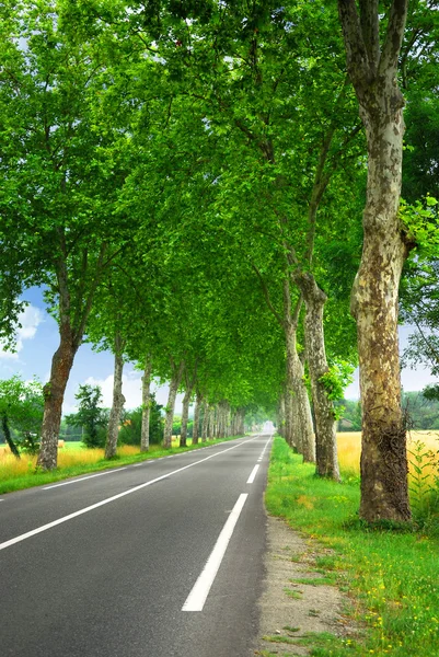 Landweg Bekleed Met Sycamore Bomen Zuid Frankrijk — Stockfoto