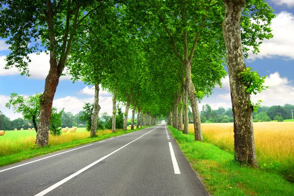 内衬无花果树在法国南部的乡村道路 — 图库照片