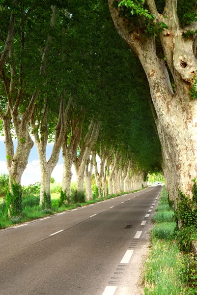 Estrada Rural Forrada Com Sicômoros Sul França — Fotografia de Stock