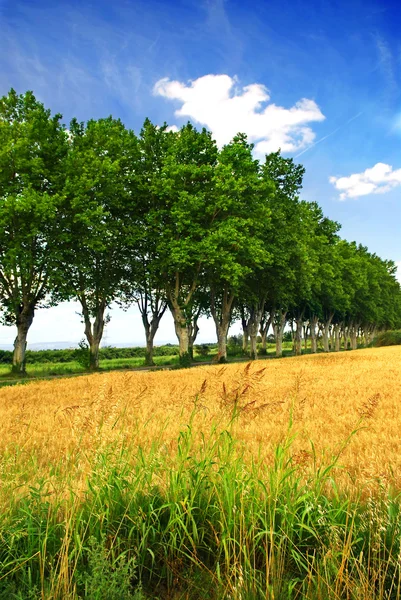 Landschap Met Een Landweg Bekleed Met Sycamore Bomen Zuid Frankrijk — Stockfoto