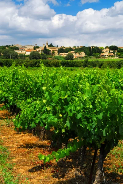 Vignoble dans la campagne française — Photo