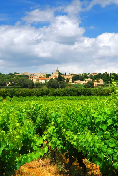 stock image Rows of green vines in a vineyard in rural southern France